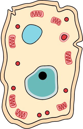 Science: Cross section through a cell