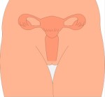 Female reproductive organs, Anatomy, views: 5974