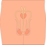 Male reproductive organs, Anatomy