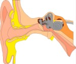 Diagram of human ear, Anatomy, views: 4506