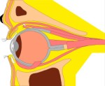 Cross section through human eye, Anatomy