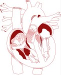 Cross section of human heart, Anatomy, views: 4377