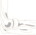 Human elbow joint, Anatomy, views: 3487