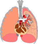 Cross section through human lungs, Anatomy, views: 4289