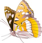 Butterfly, Animals