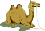 Camel, Animals