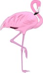Flamingo, Animals
