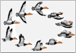 Series of ducks in flight, Animals