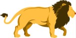 Male lion walking, Animals