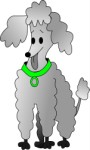 Poodle with green collar, Animals