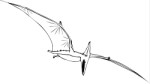 Pterosaur, Animals