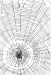 Spider's Web, Animals