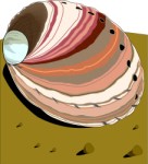 Seashell, Crustace