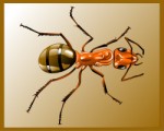 Red ant, Corel Xara