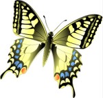 Swallowtail butterfly in flight, Corel Xara