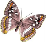 Butterfly, Corel Xara, views: 5075