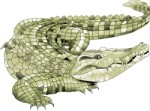 Crocodile, Corel Xara