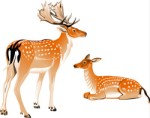 Male and female deer, Corel Xara