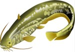 European Catfish, Corel Xara