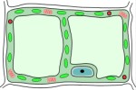 Cross section through a cell, Science