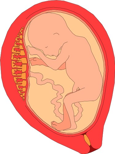 Cross section of baby in womb; Baby, Human, Womb