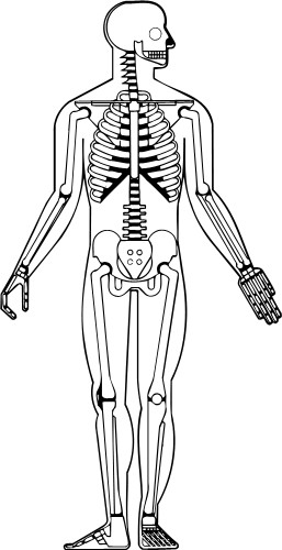 Body; Internal, Skeleton
