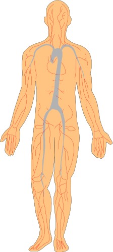 Anatomy: Front cross section of the body showing arteries