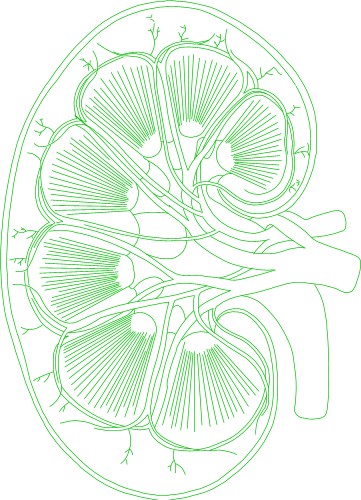 Cross section through human lung; Anatomy
