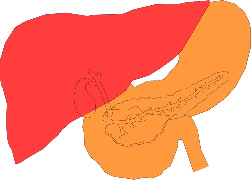 Internal organ; Cutaway, Human, Organ