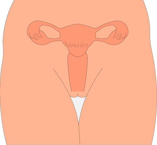 Female reproductive organs; Cutaway, Human, Organ, Sex