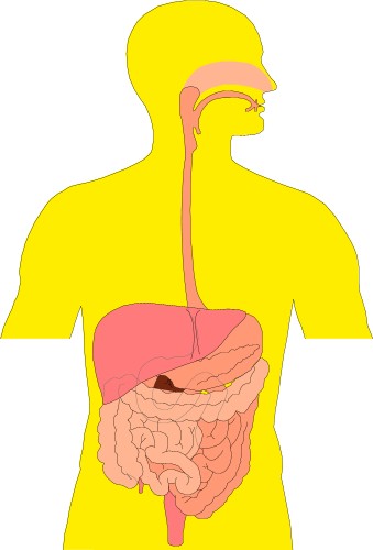 Cross section of human digestive system; Human, Organ, Digest