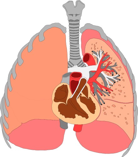 Cross section through human lungs; Anatomy