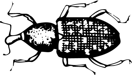 Beetle; Animals