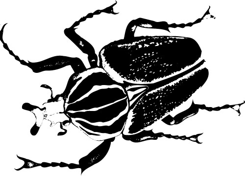 Beetle; Insect, Antennae, Legs
