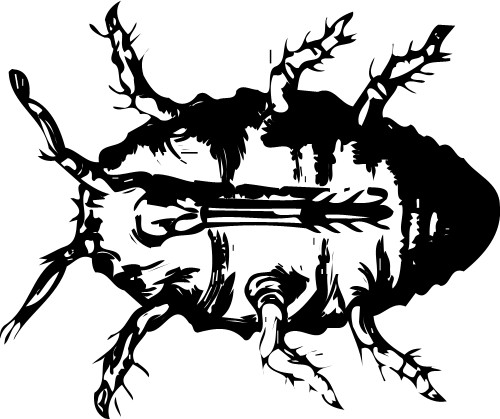 Animals: Beetle