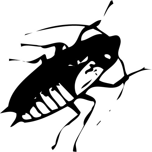 Beetle; Animals