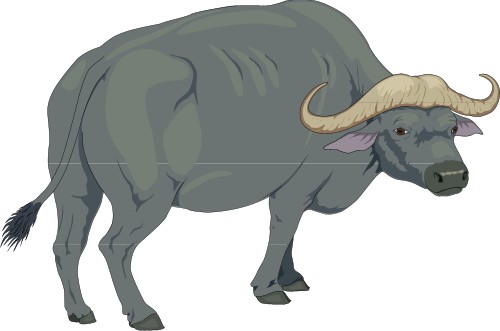 Animals: Buffalo