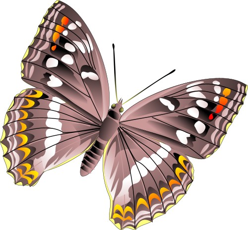 Butterfly; Buterfly, Wing