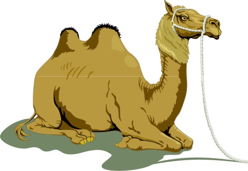 Camel; Animal, Middle, East, Totem, Camel