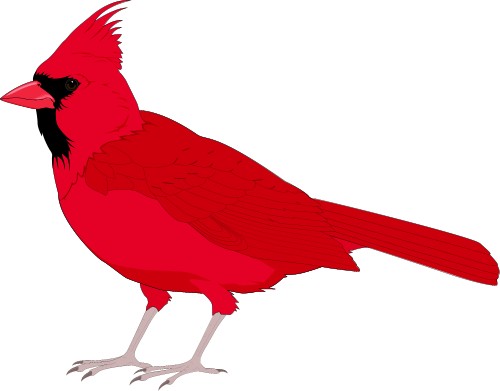 Cardinal; Bird, World, Totem, Cardinal