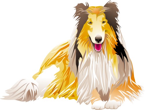Collie dog; Collie, Dog, Domestic, Mammal