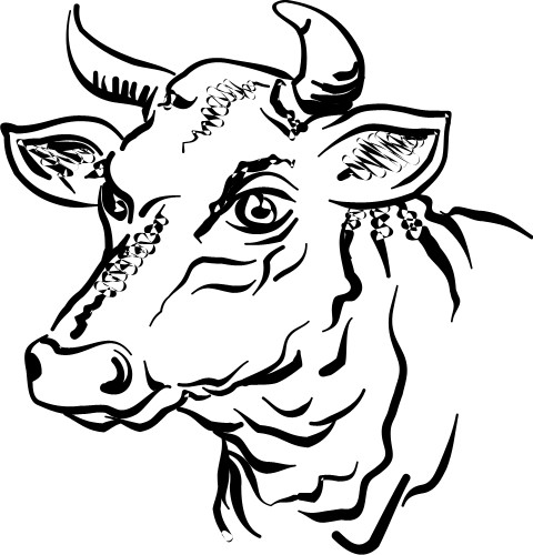 Cow; Head, Bull, Horn, Animal