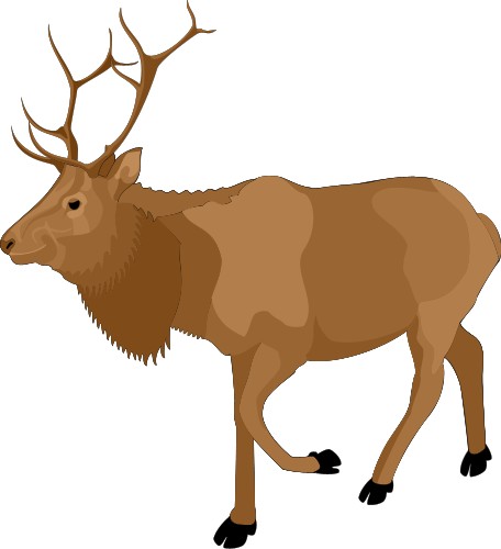 Elk; Animal, World, Corel, Elk