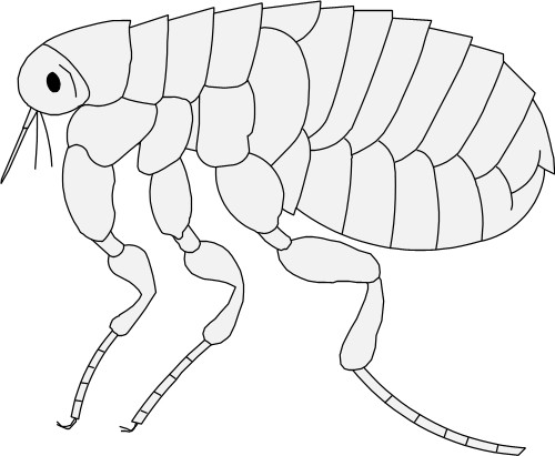 Common flea; Flea, Grey
