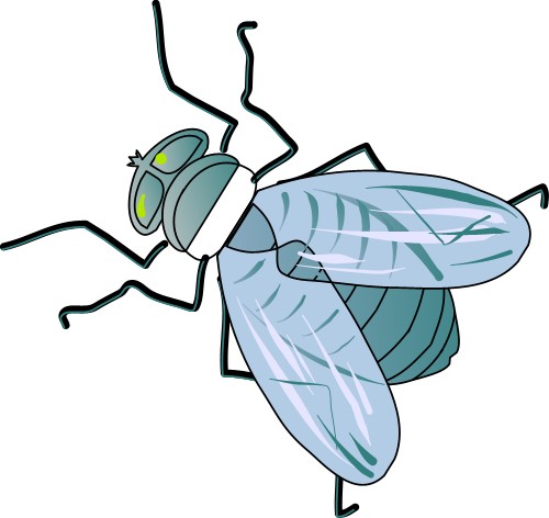 Fly; Insect, Flying, Wings, Antennae