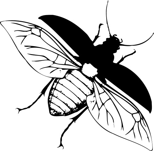 Flying beetle; Insect, Beetle, Flying, Wings
