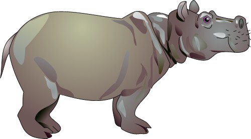 Hippopotamus; Mammal
