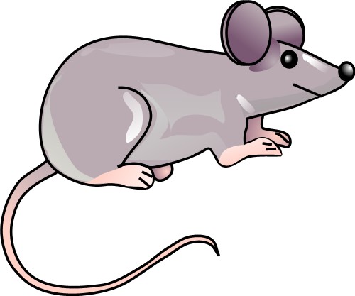Animals: Grey house mouse