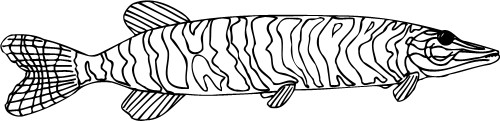 Pike; Fish, Water, Outline