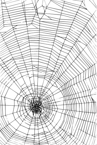 Spider's Web; Insect, Spider, Web, Legs, Flies, Trap, Net
